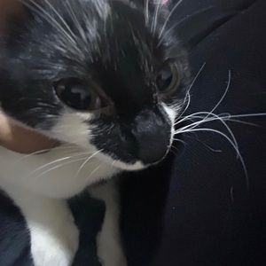 Meet your Posher, Amelia